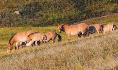 Khustain Nuruu, terre de chevaux sauvages