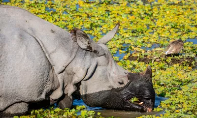 Kaziranga, rencontre avec la grande faune indienne