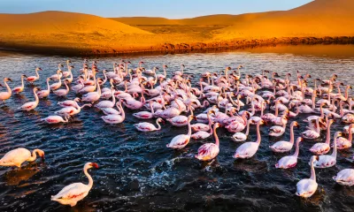 Swakopmund (Namibie) - Désert du Namib