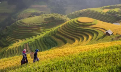 Sapa