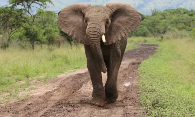 Journée de safari au cœur du Serengeti