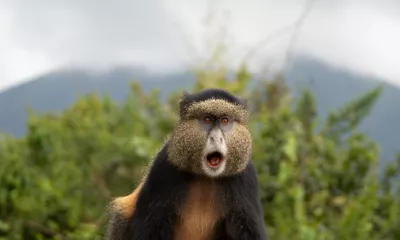 Parc National des Volcans / Serengeti
