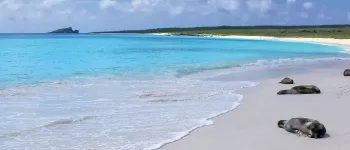 Croisière aux Galápagos : l'archipel aux origines de la vie