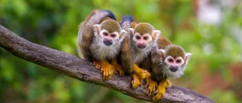 Croisière en Amazonie, au cœur de la forêt tropicale