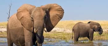 Croisière & Safari en Afrique Australe, Lac Kariba & Chutes Victoria
