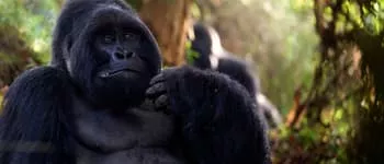Voyage en Ouganda, perle de l'Afrique & territoire des Gorilles