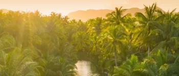 La croisière en Amazonie, au cœur de la forêt tropicale