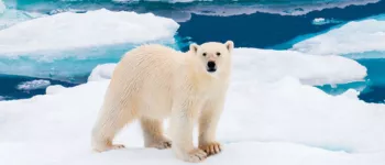 Croisière au Spitzberg, terre des ours polaires