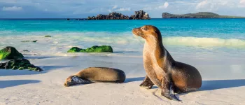 Croisière aux Galápagos : cap sur le paradis terrestre