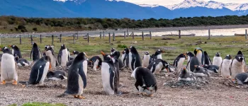 Croisière en Patagonie et Terre de Feu : voyage au bout du monde