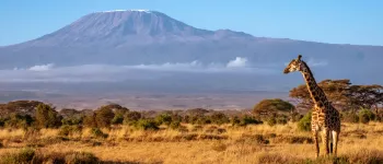 Safari en Tanzanie : au cœur de la vie sauvage
