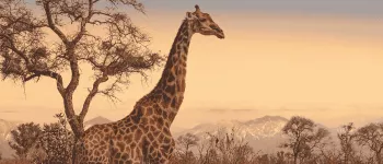 Évasion en train : de l'Afrique du Sud à la Namibie