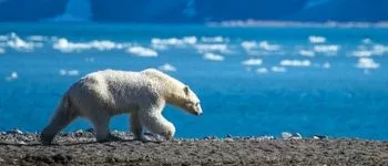 Croisière au Spitzberg : Terre sauvage des Ours Polaires