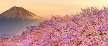 Au fil du Japon : croisière entre art, nature et traditions
