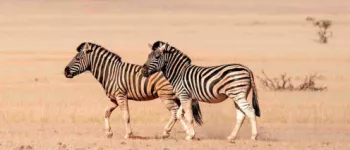 De l'Afrique du Sud à la Namibie en train mythique
