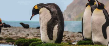 Patagonie et Terres australes : cap sur la Terre de Feu