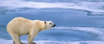 Croisière au Spitzberg, Terre des ours