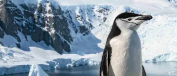À la découverte de l’Antarctique : Péninsule & Terres du Sud