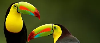 Costa Rica, au cœur d'une nature préservée