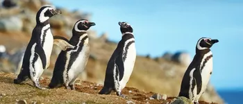 Patagonie et Terres australes : cap sur la Terre de Feu