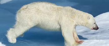 Svalbard & Spitzberg : croisière arctique au pays des ours polaires