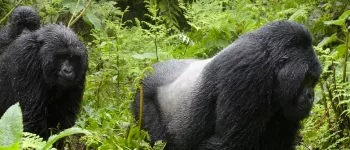 Rwanda & Tanzanie : au royaume des gorilles et des grands safaris