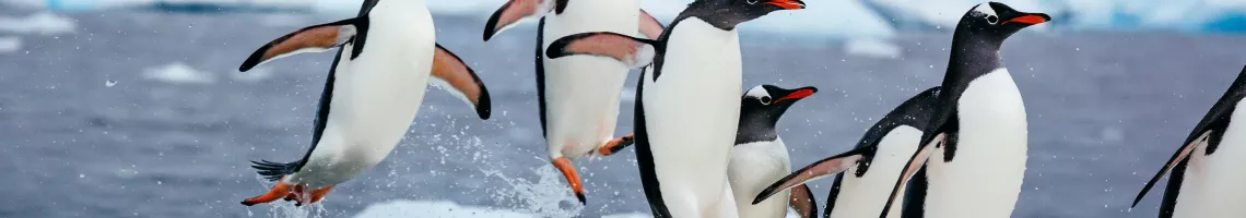 L'Antarctique en croisière sur le Ocean Diamond