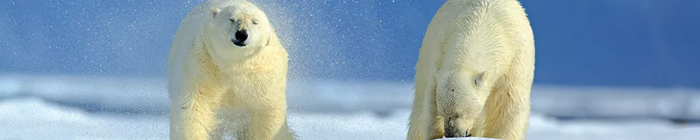 Croisière au Spitzberg Terre des ours