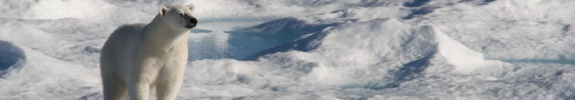 Le Passage du Nord-Ouest, dans le sillage de l'expédition Franklin