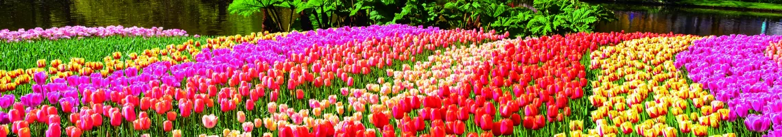 Les plus beaux jardins du Rhin