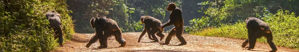 Voyage en Ouganda, perle de l'Afrique & territoire des Gorilles