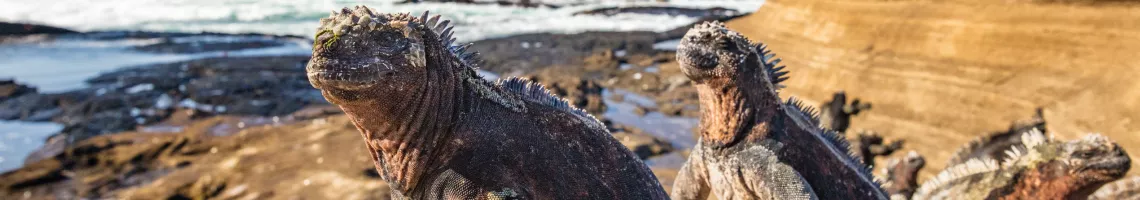 Croisière dans les Îles Galápagos : aux origines de la vie