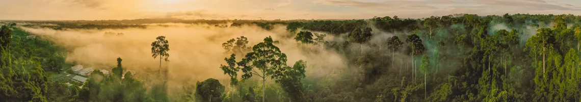 La croisière en Amazonie, au cœur de la forêt tropicale