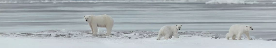 Croisière au Spitzberg, terre des ours polaires