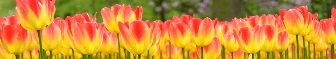 Croisière florale : escapade hollandaise et flânerie rhénane