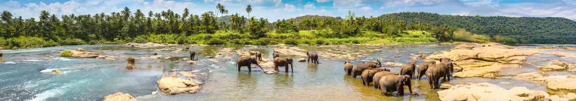 Merveilles du Sri Lanka : l'Ile Emeraude