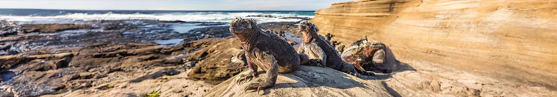 Croisière dans les Îles Galápagos : Immersion dans un sanctuaire naturel