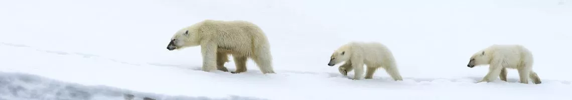 Croisière au Spitzberg, Terre des ours