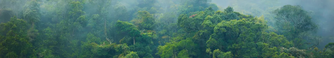 Au cœur de l’Amazonie : au fil de l’Amazone et de ses affluents