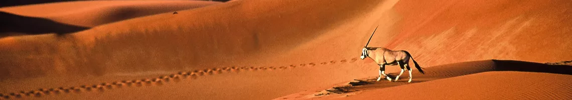 Aventures en Namibie et en Afrique du Sud en train