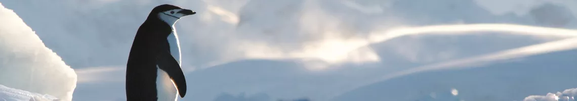 À la découverte de l’Antarctique : Péninsule & Terres du Sud