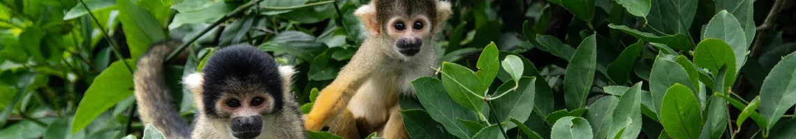 L’Amazonie révélée : aventure le long de l’Amazone et de ses affluents