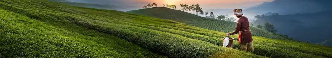 Au fil du Brahmapoutre, au cœur d’une Inde intemporelle