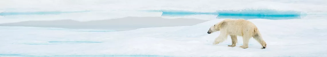 Svalbard & Spitzberg : croisière arctique au pays des ours polaires