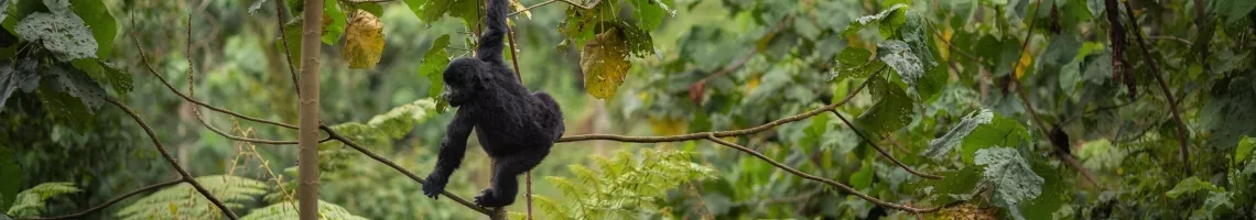 Rwanda & Tanzanie : au royaume des gorilles et des grands safaris