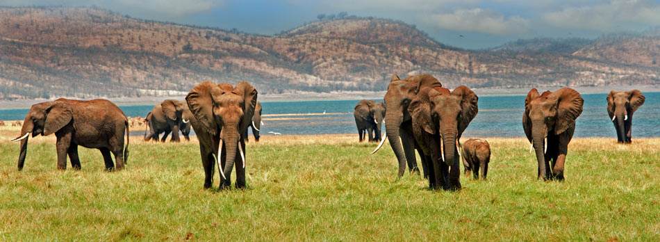 Safari et croisière en Afrique australe