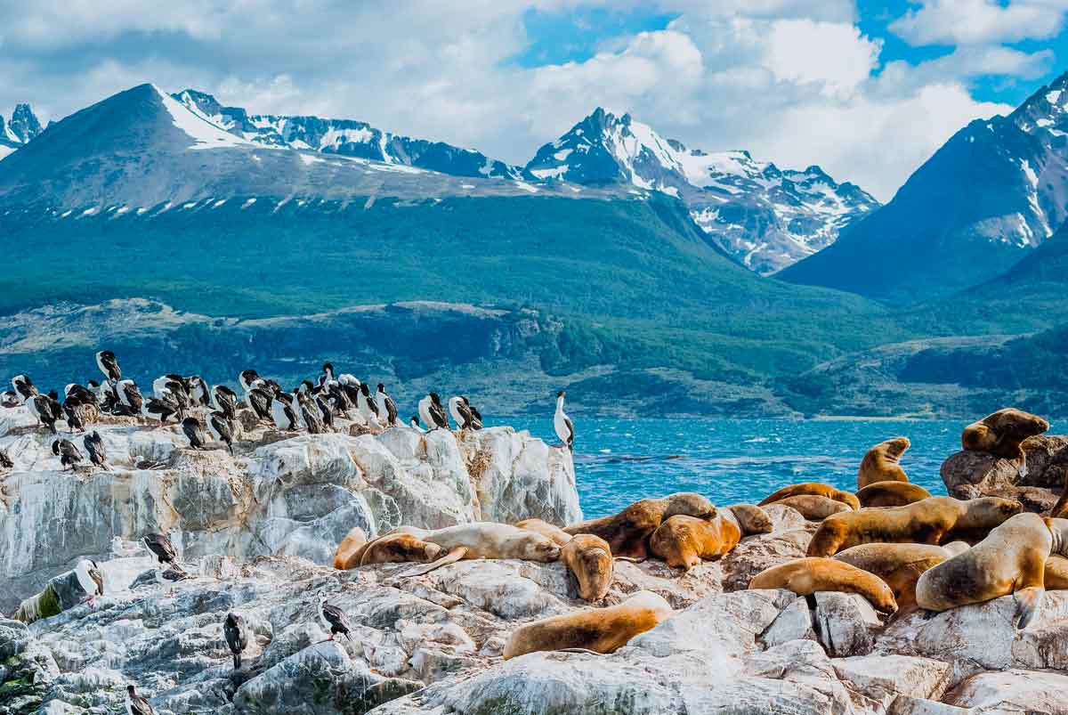 Faune et flore lors d'une croisière en Patagonie