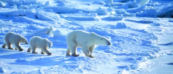 Voyages d'exception vous invite à un fabuleux voyage aux confins des trésors cachés du Spitzberg et de l’Arctique. Départ vers la terre des ours en juillet 2022