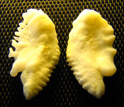 Vue des Otolithes